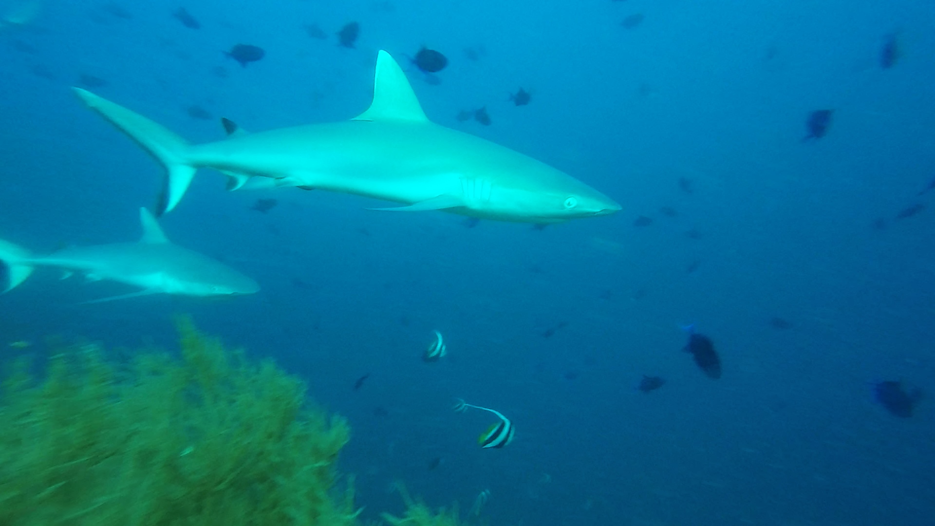 Requin gris