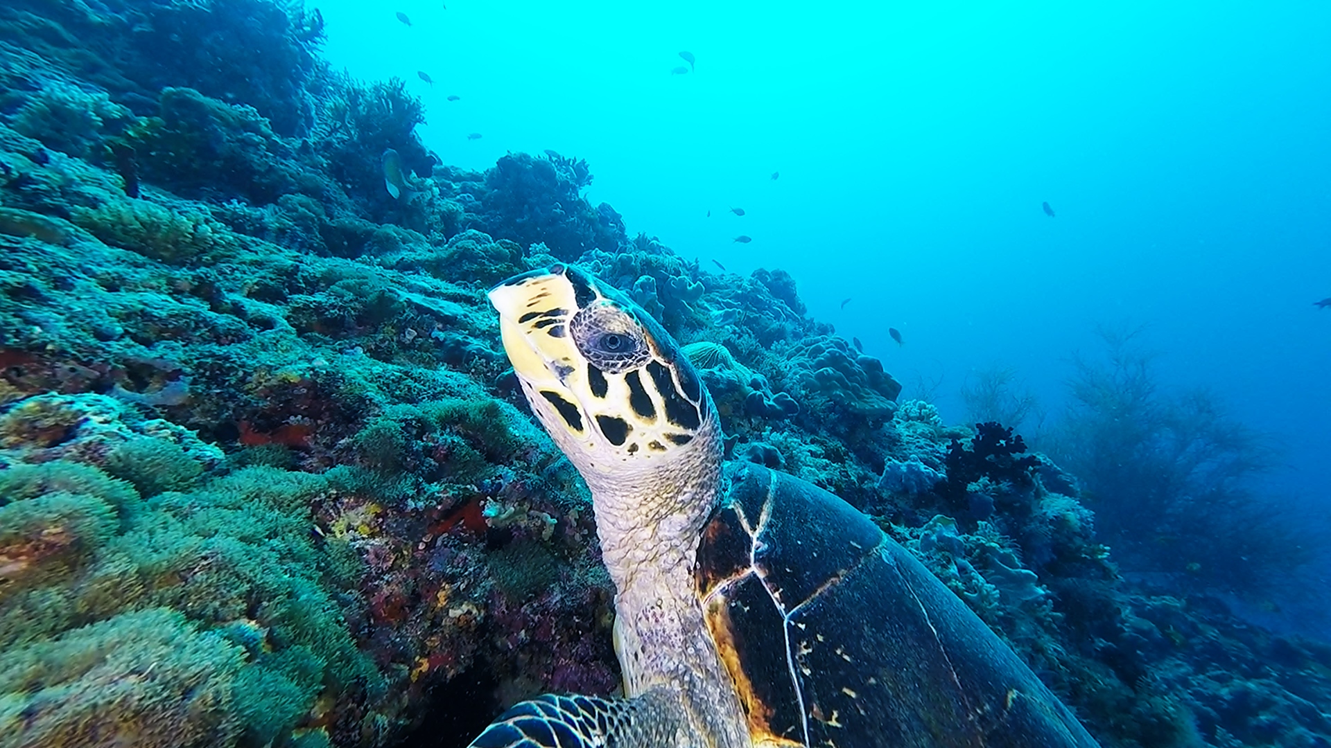 Tortue imbriquée (1)