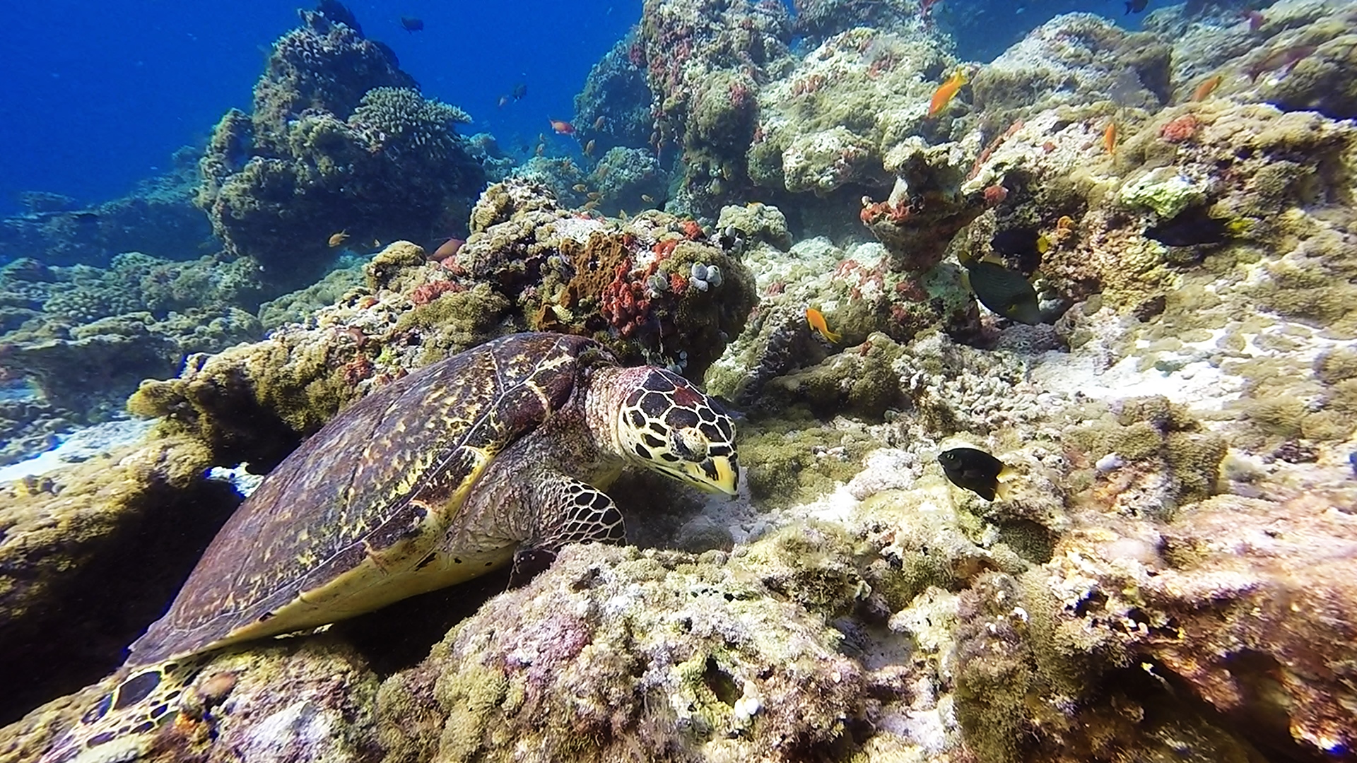 Tortue imbriquée (3)